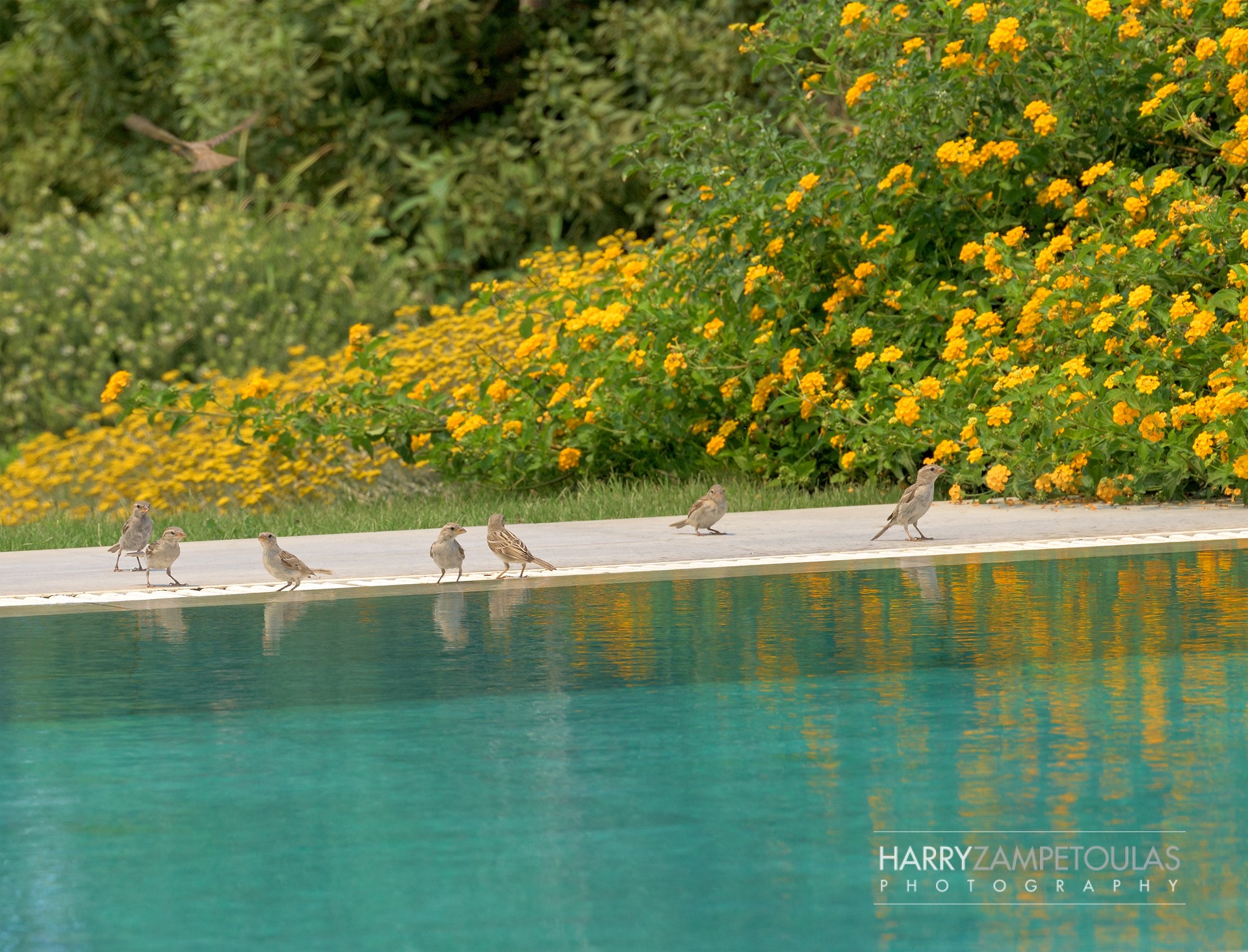 Ramann-Villa-Theologos-Harry-Zampetoulas-Villa-Photography-32 Ramann Villa, Theologos - Harry Zampetoulas Villa Photography 